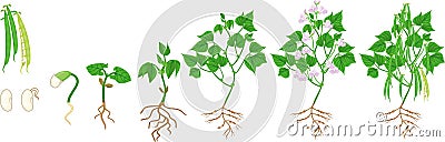 Life cycle of bean plant. Growth stages from seeding to flowering and fruiting plant with root system Vector Illustration